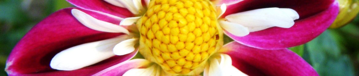 Dahlia